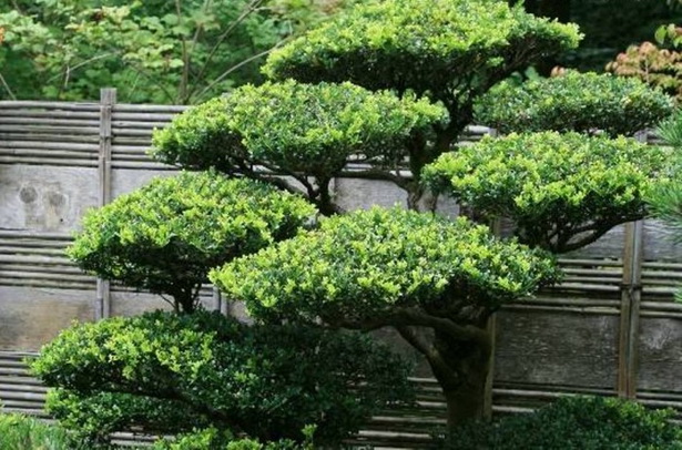 japanese-garden-evergreens-11 Японска градина евъргрийни