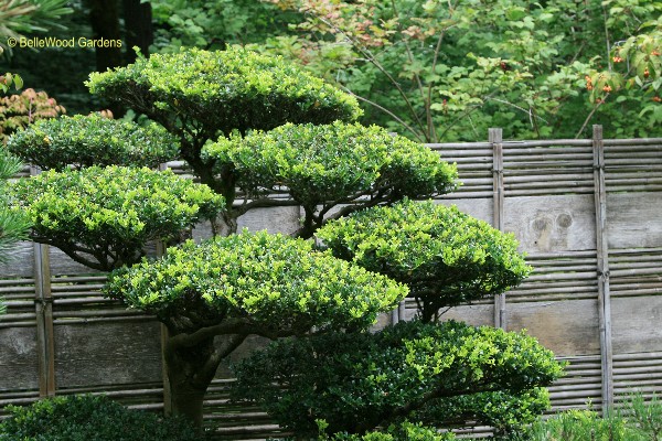 japanese-garden-evergreens-11_11 Японска градина евъргрийни