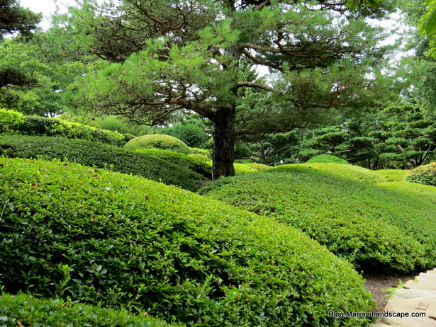japanese-garden-evergreens-11_13 Японска градина евъргрийни