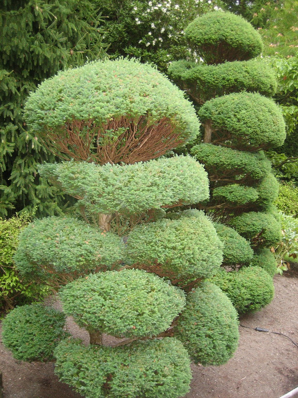 japanese-garden-evergreens-11_15 Японска градина евъргрийни