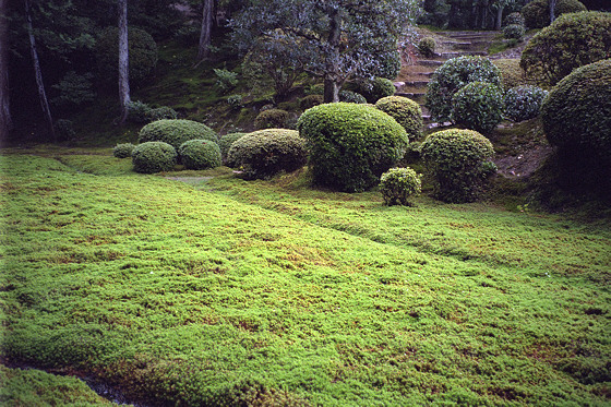 japanese-garden-moss-39 Японски градински мъх