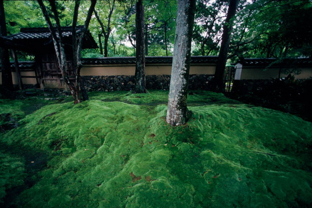 japanese-garden-moss-39_14 Японски градински мъх