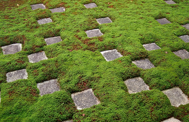 japanese-garden-moss-39_19 Японски градински мъх
