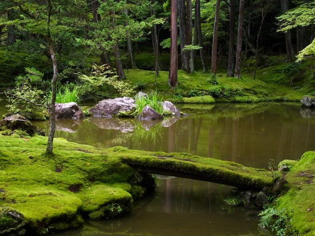 japanese-garden-moss-39_3 Японски градински мъх