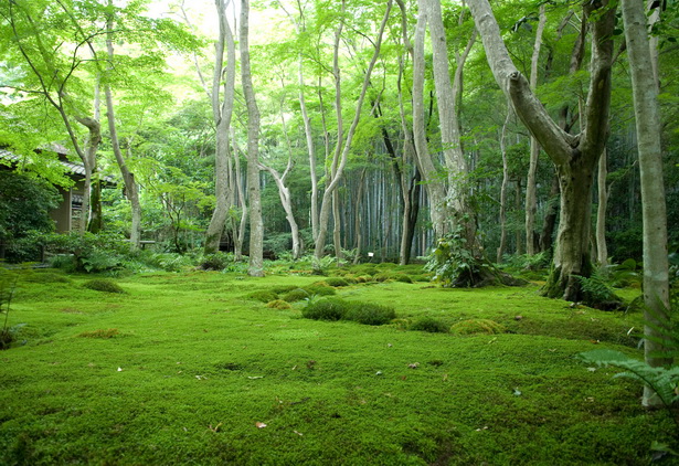 japanese-garden-moss-39_4 Японски градински мъх