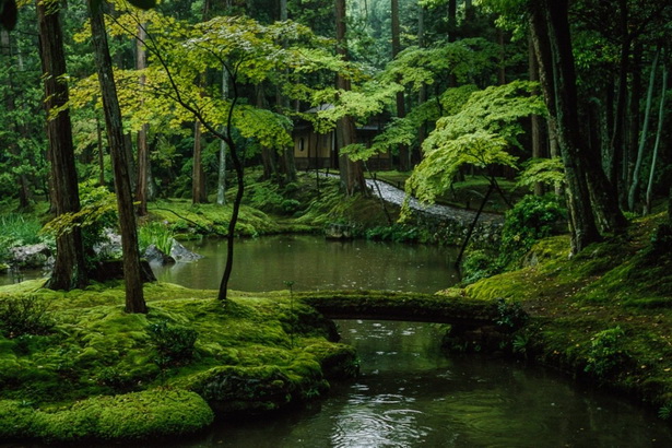 japanese-garden-moss-39_6 Японски градински мъх