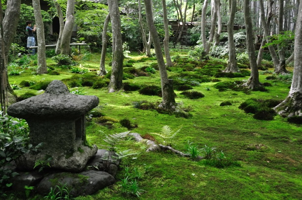 japanese-garden-moss-39_7 Японски градински мъх