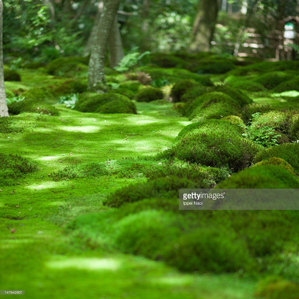japanese-garden-moss-39_9 Японски градински мъх