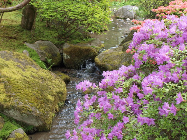 Японски градина снимки