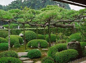 Японски градински растения и дървета