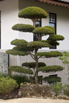 japanese-garden-plants-and-trees-06_10 Японски градински растения и дървета
