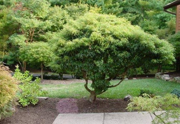 japanese-garden-plants-and-trees-06_2 Японски градински растения и дървета