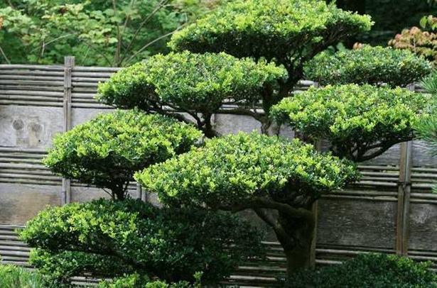 japanese-garden-plants-and-trees-06_6 Японски градински растения и дървета