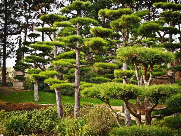 japanese-garden-plants-and-trees-06_8 Японски градински растения и дървета