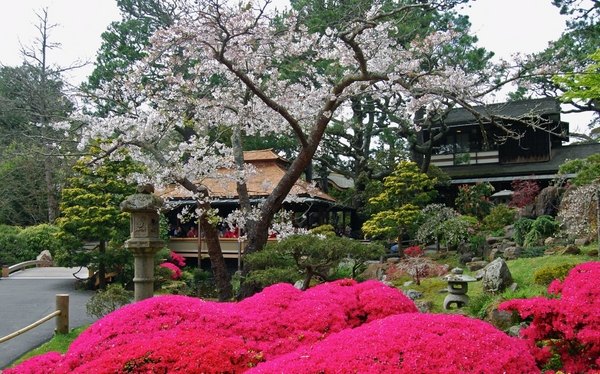 japanese-garden-plants-list-03_2 Списък на японските градински растения