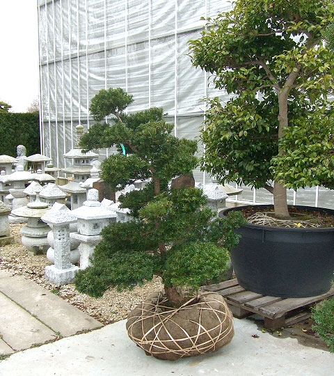 japanese-garden-supplies-94_11 Японска градина доставки