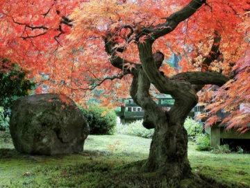 japanese-garden-trees-and-plants-66_10 Японски градински дървета и растения