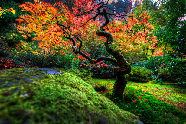 japanese-garden-trees-and-plants-66_12 Японски градински дървета и растения