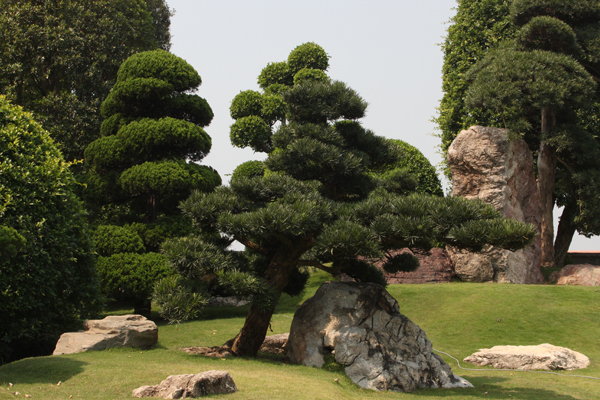 japanese-garden-trees-and-plants-66_3 Японски градински дървета и растения