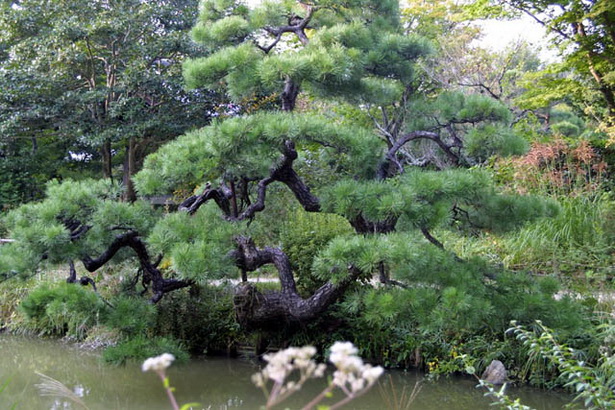 japanese-garden-trees-80 Японски градински дървета