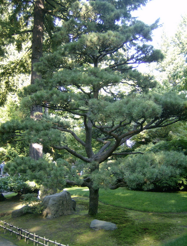japanese-garden-trees-80_10 Японски градински дървета