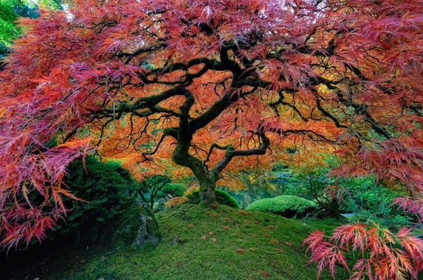 japanese-garden-trees-80_13 Японски градински дървета