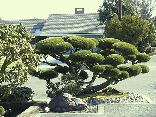 japanese-garden-trees-80_17 Японски градински дървета