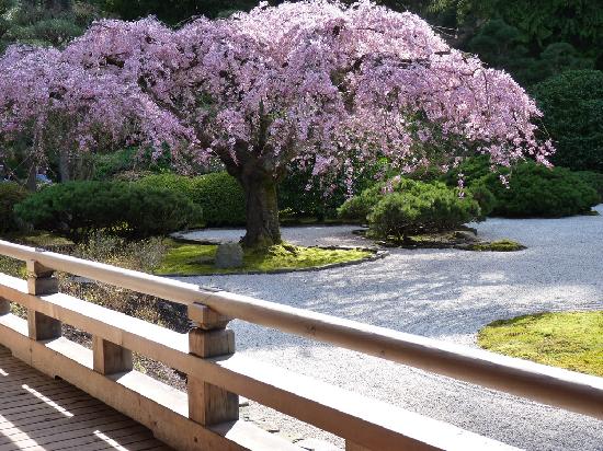 japanese-garden-trees-80_18 Японски градински дървета