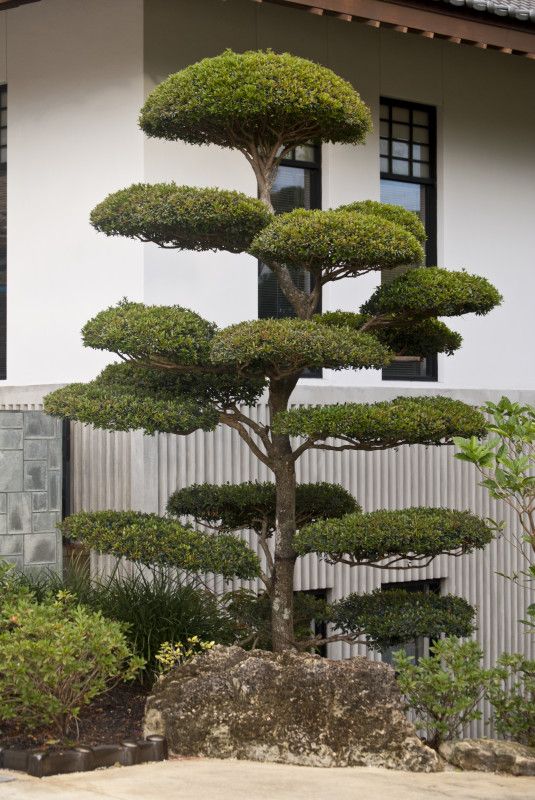 japanese-garden-trees-80_2 Японски градински дървета