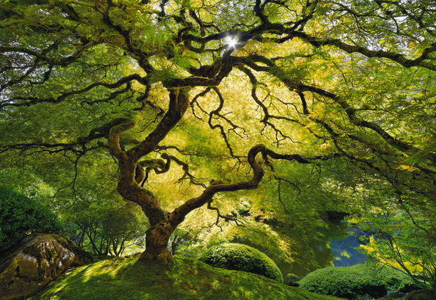 japanese-garden-trees-80_3 Японски градински дървета