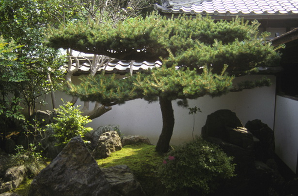 japanese-garden-trees-80_6 Японски градински дървета