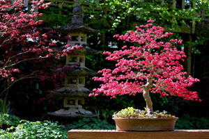 japanese-garden-trees-80_9 Японски градински дървета