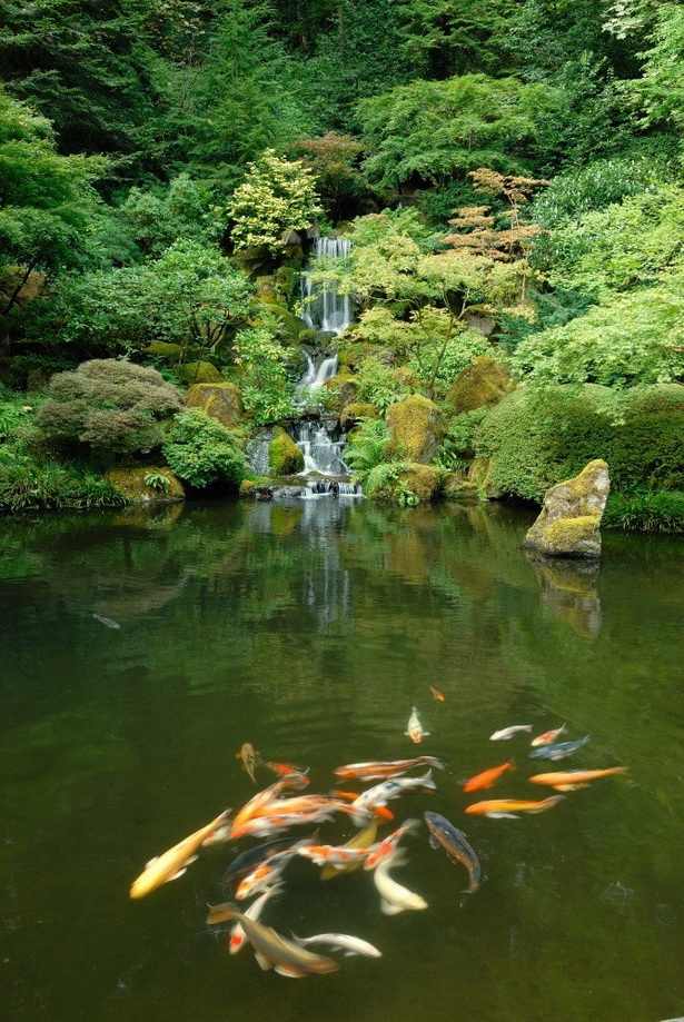 japanese-koi-garden-09_15 Японска градина кои