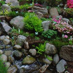 japanese-rock-garden-plants-75_10 Японски алпинеуми