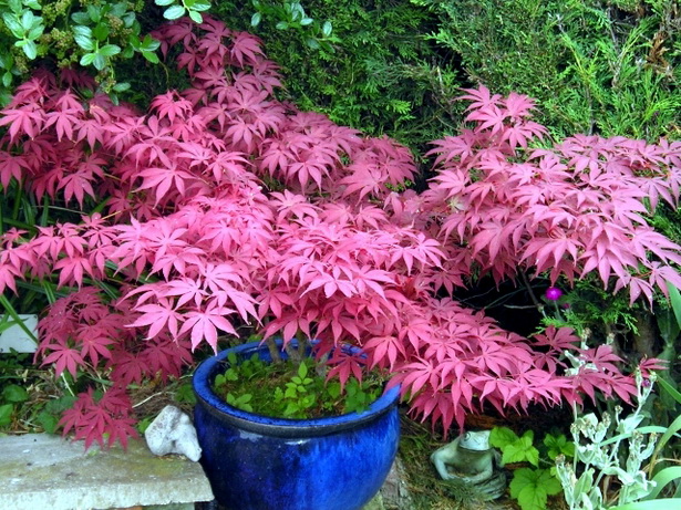 japanese-style-plants-73_3 Японски стил растения