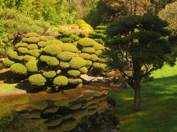 japanese-tea-garden-plants-69_12 Японски чай градински растения