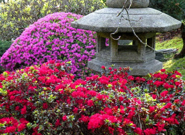 japanese-tea-garden-plants-69_14 Японски чай градински растения