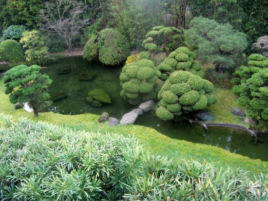 japanese-tea-garden-plants-69_15 Японски чай градински растения