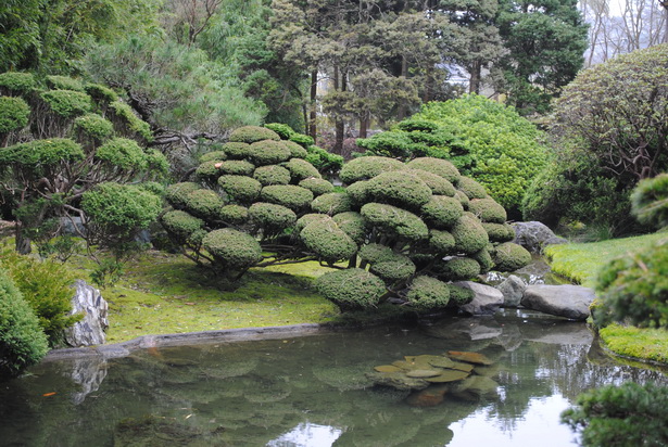 japanese-tea-garden-plants-69_5 Японски чай градински растения