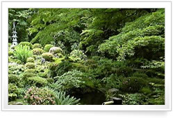 japanese-tea-garden-plants-69_6 Японски чай градински растения