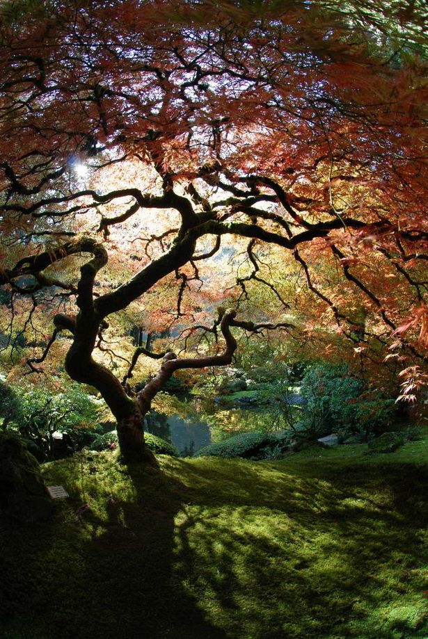 japanese-tranquility-garden-40_8 Японска градина на спокойствието