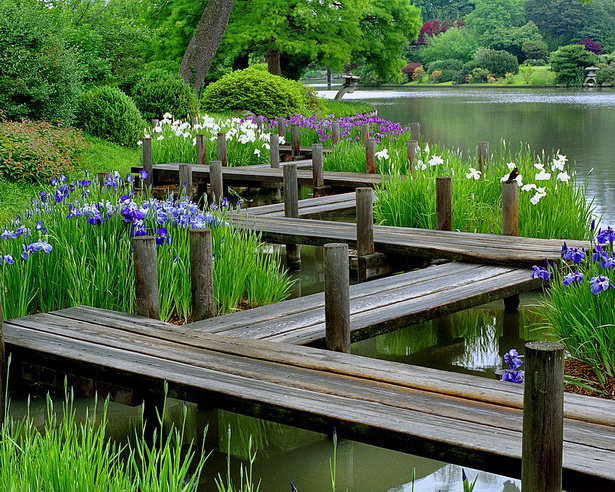japanese-water-garden-plants-71_3 Японски водни градински растения