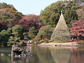 japanese-water-garden-plants-71_4 Японски водни градински растения