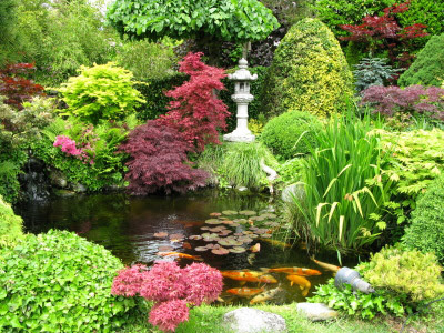 japanese-water-garden-plants-71_9 Японски водни градински растения