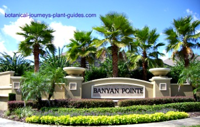 landscape-design-with-palm-trees-09_7 Ландшафтен дизайн с палми