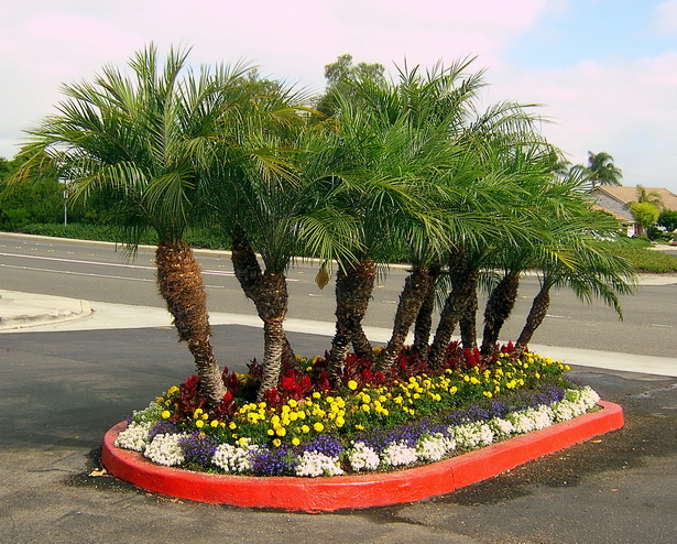landscape-design-with-palm-trees-09_9 Ландшафтен дизайн с палми