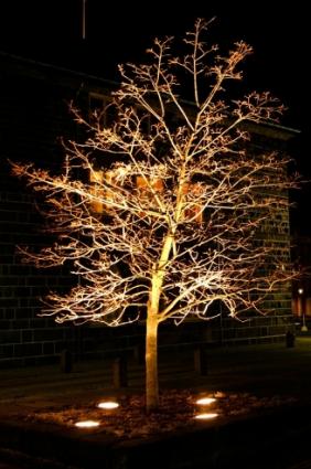 landscape-lighting-ideas-trees-34_15 Пейзаж осветление идеи дървета