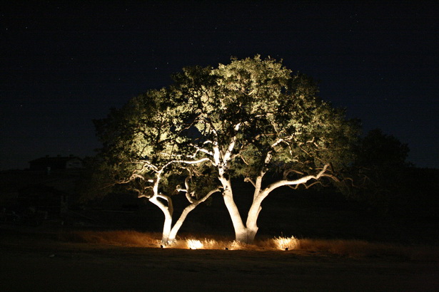 landscape-lighting-trees-48 Пейзаж осветление дървета