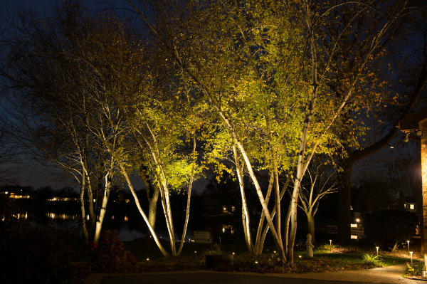 landscape-lighting-trees-48_10 Пейзаж осветление дървета