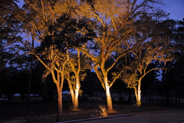 landscape-lighting-trees-48_12 Пейзаж осветление дървета